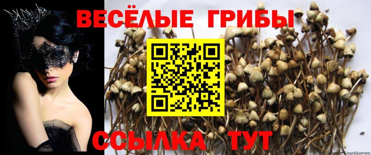 Псилоцибиновые грибы Psilocybe Новодвинск